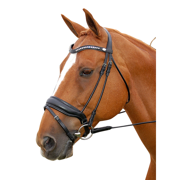 Dyon Dressage Bridle Fundis Equestrian
